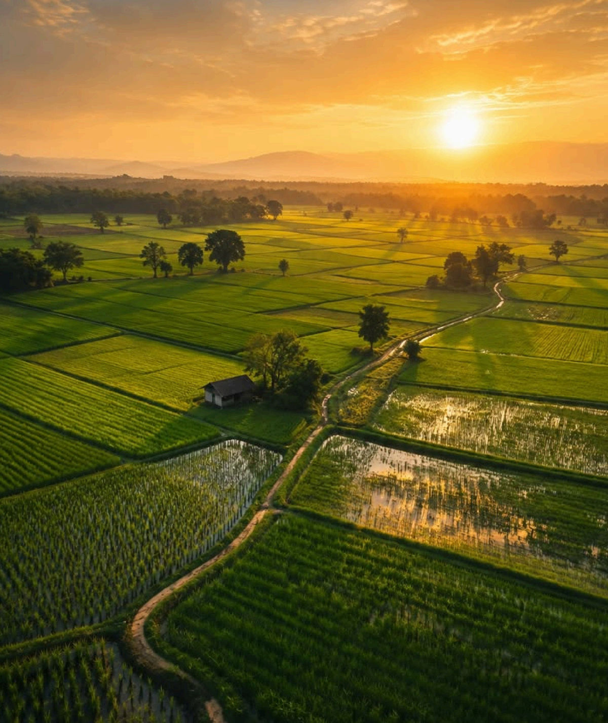 Green farmland surrounding Country Meadows at sunrise